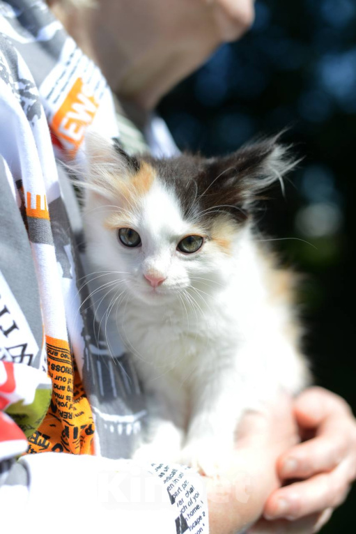 Кошки в Москве: Котенок Бусинка ищет дом Девочка, Бесплатно - фото 3