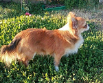 Собаки в Саранске: Вязка чихуахуа, 5 руб. - фото 1
