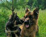 Собаки в Архангельске: Вязка., Бесплатно - фото 3