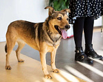 Собаки в Подольске: Ласковая собачка Нита в поисках хозяина Девочка, Бесплатно - фото 2