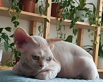 Кошки в Москве: Питомник предлагает котёнка Девон-Рекс Мальчик, 55 000 руб. - фото 1