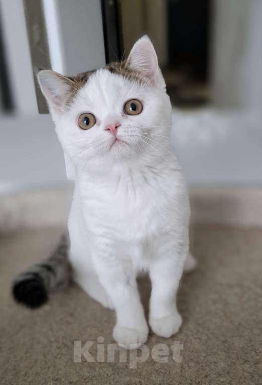 Кошки в Ярославле: Шотландский короткошерстный котенок Мальчик, 25 000 руб. - фото 5