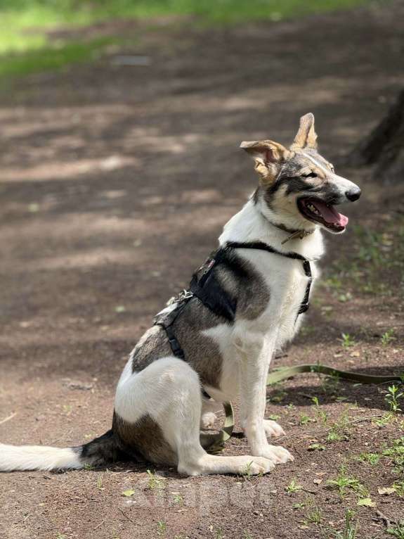 Собаки в Москве: Сильвия Девочка, Бесплатно - фото 9