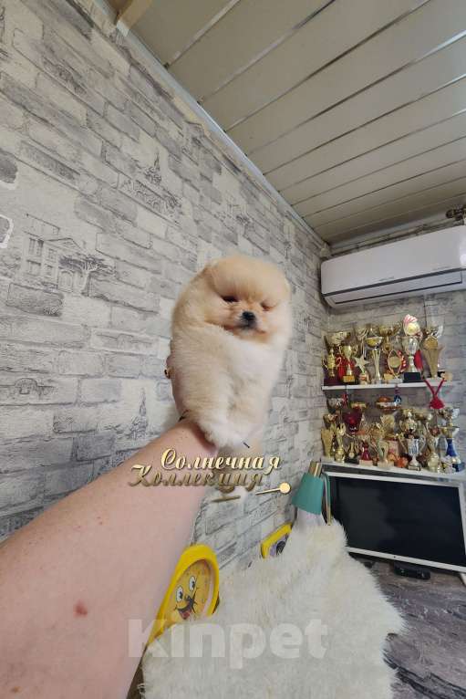 Собаки в Москве: Мальчик медвежонок питомник Ркф Мальчик, Бесплатно - фото 2