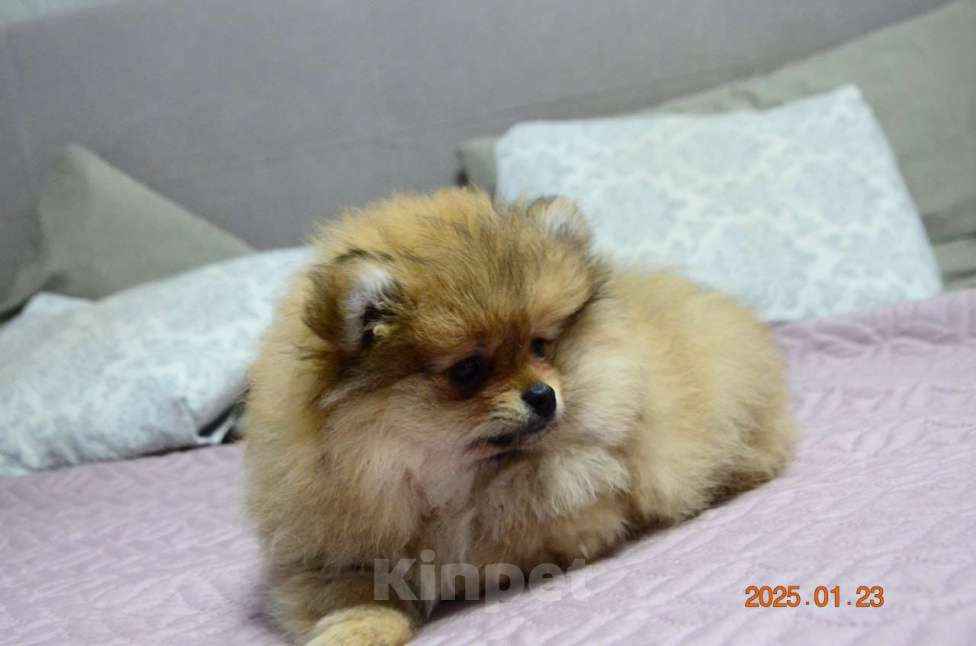 Собаки в Нижнем Новгороде: Девочка породы Померанскиц Шпиц Девочка, 30 000 руб. - фото 3