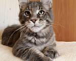 Кошки в Владимире: Котик мейн-кун - голубусик Мальчик, 60 000 руб. - фото 5