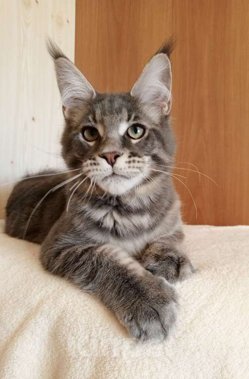 Кошки в Владимире: Котик мейн-кун - голубусик Мальчик, 60 000 руб. - фото 5