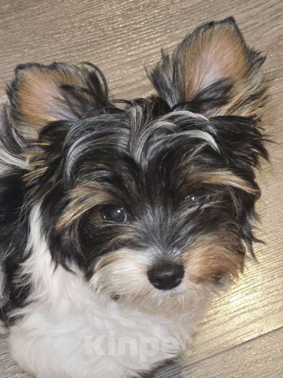 Собаки в Екатеринбурге: Бивер йорк остался 1 мальчик Мальчик, 55 000 руб. - фото 6