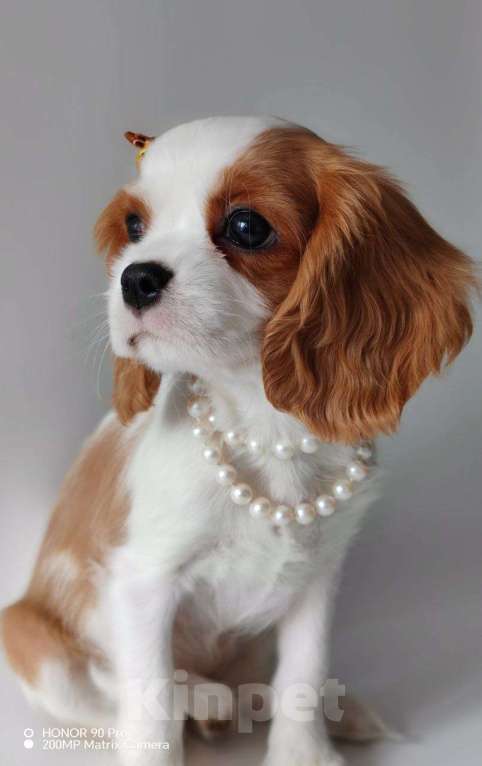 Собаки в других городах Московской области: Девочка кавалер Кинг Чарльз спаниель Девочка, 120 000 руб. - фото 6