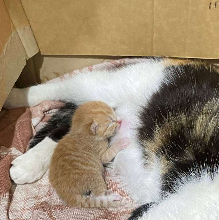 Кошки в Екатеринбурге: Рыжий котенок ищет дом Мальчик, Бесплатно - фото 2