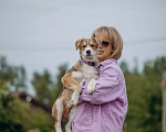 Собаки в Москве: Щенок ищет дом Мальчик, Бесплатно - фото 6