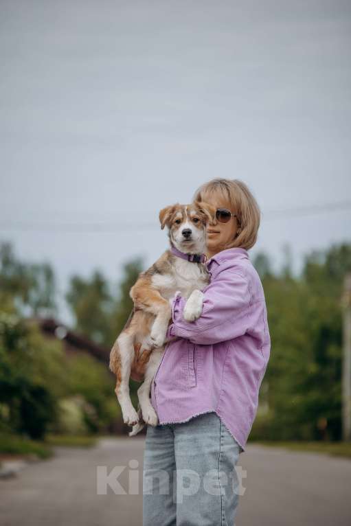 Собаки в Москве: Щенок ищет дом Мальчик, Бесплатно - фото 6