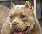 Собаки в других городах Ленинградской области: Американский булли Девочка, 100 000 руб. - фото 1