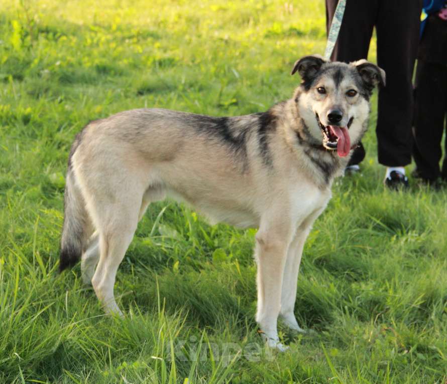 Собаки в Москве: Собака Мальчик, Бесплатно - фото 3