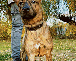Собаки в Старом Купавне: Щеночек Голландской овчарки Девочка, Бесплатно - фото 2