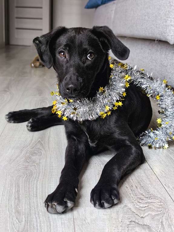 Собаки в Мытищах: Наоми - твоя будущая радость! Девочка, Бесплатно - фото 4