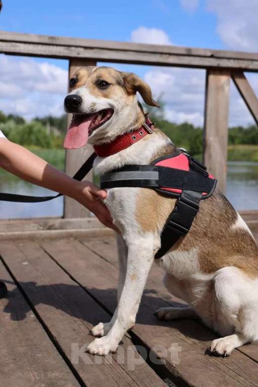 Собаки в Москве: Герда ищет дом! Девочка, Бесплатно - фото 2