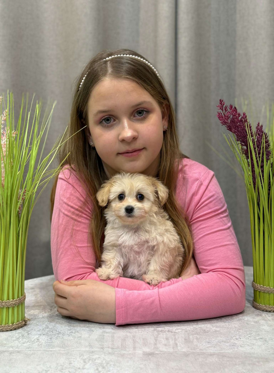 Собаки в Москве: Мальтипу девочка 2 Девочка, 180 000 руб. - фото 7