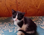 Кошки в Санкт-Петербурге: Котенок-девочка 1 месяц Девочка, 500 руб. - фото 1