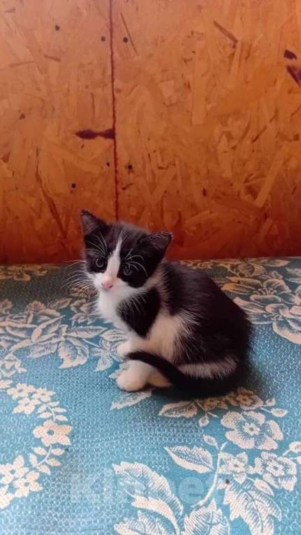 Кошки в Санкт-Петербурге: Котенок-девочка 1 месяц Девочка, 500 руб. - фото 1