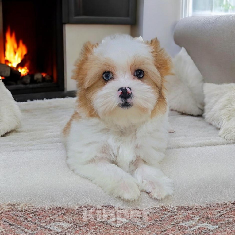 Собаки в Москве: Мальчик Голдберри Диамонд Мальчик, 35 000 руб. - фото 2