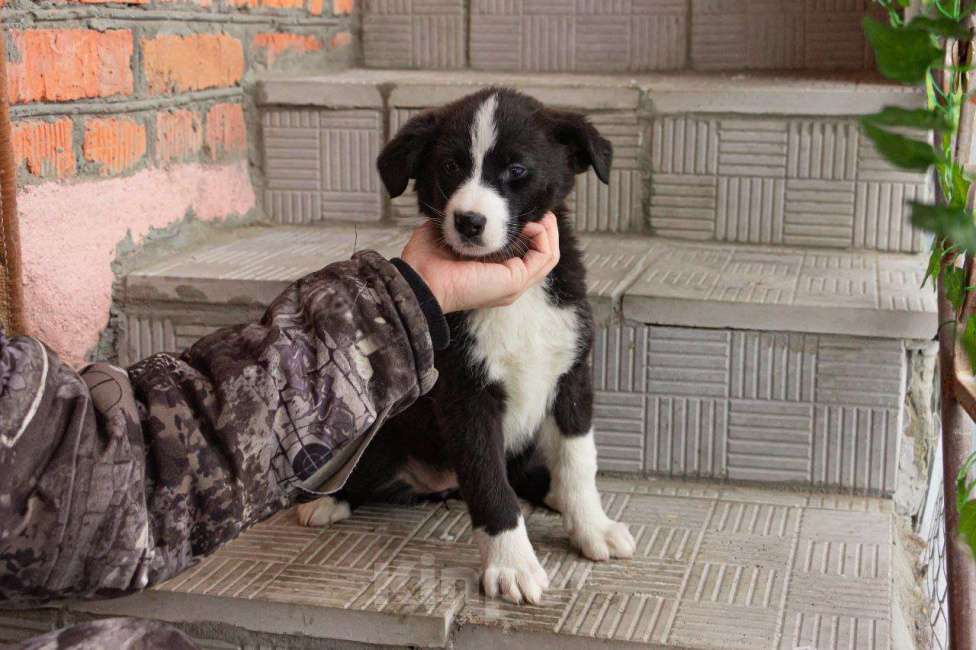 Собаки в Кашире: «Бетси: смельчанка с большим сердцем ищет любящую семью!» Девочка, Бесплатно - фото 3