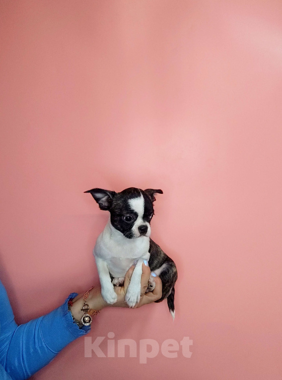 Собаки в Москве: Девочка Кобби тип Девочка, 25 000 руб. - фото 4