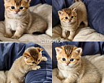 Кошки в других городах Ростовской области: Котята Шотландские золотые шиншиллы Разнополые, 20 000 руб. - фото 2