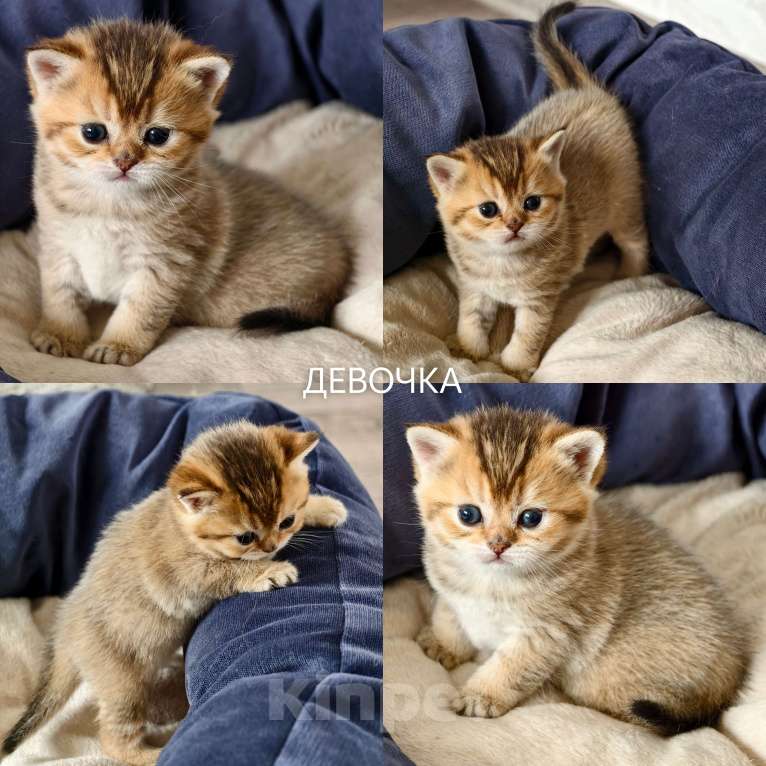 Кошки в других городах Ростовской области: Котята Шотландские золотые шиншиллы Разнополые, 20 000 руб. - фото 2