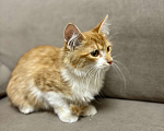 Кошки в Жуковском: Котёнок (рыженький) Мальчик, Бесплатно - фото 9