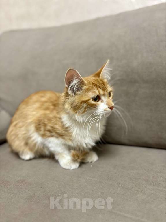 Кошки в Жуковском: Котёнок (рыженький) Мальчик, Бесплатно - фото 9