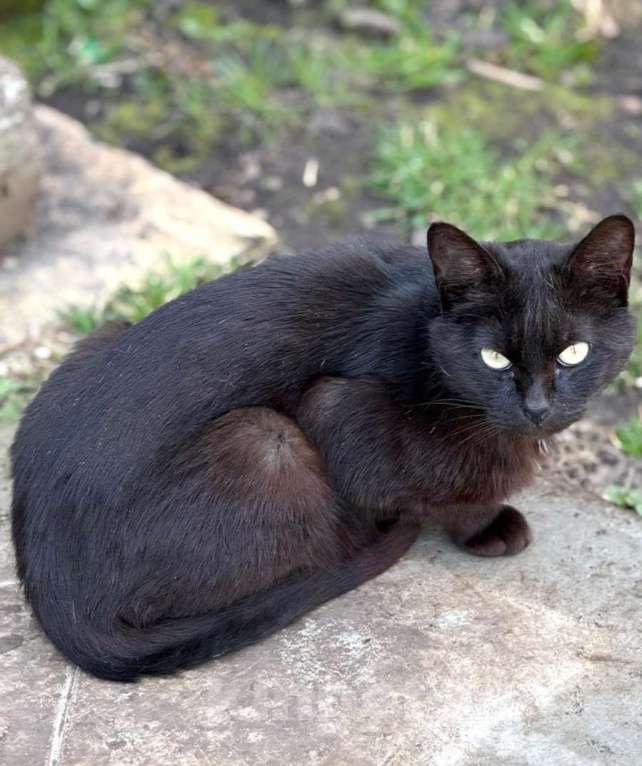 Кошки в Москве: Черный кот Уголёк в дар Мальчик, 1 руб. - фото 3