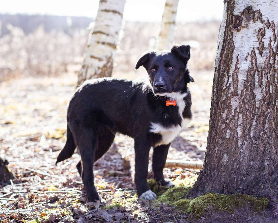 Собаки в Москве: Щенок в дар Мальчик, Бесплатно - фото 6