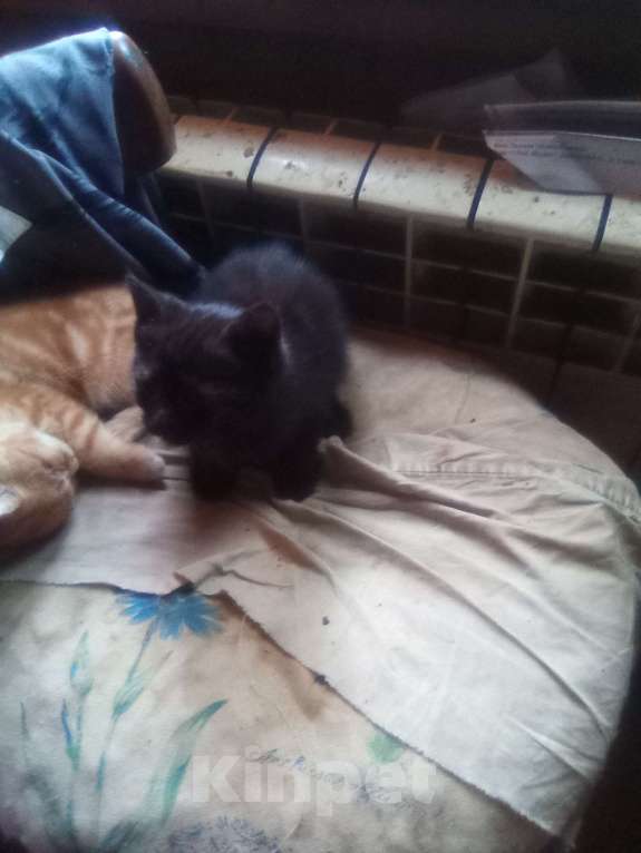 Кошки в других городах Московской области: Дачные котята Девочка, Бесплатно - фото 2