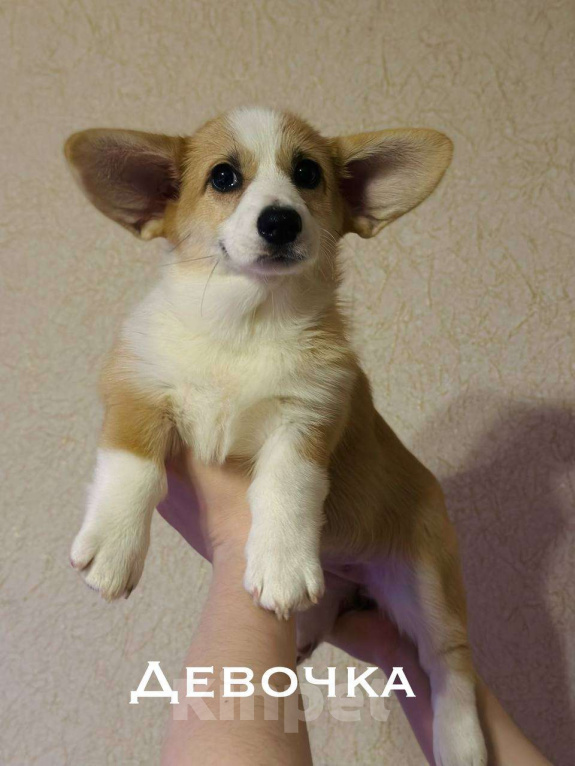 Собаки в Перми: Щенки Вельш-корги-пемброк Разнополые, 50 000 руб. - фото 1