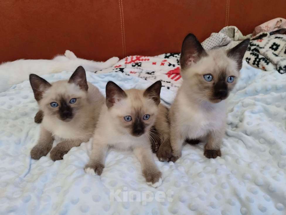 Кошки в Москве: Котята меконгский бобтейл Мальчик, 15 000 руб. - фото 2