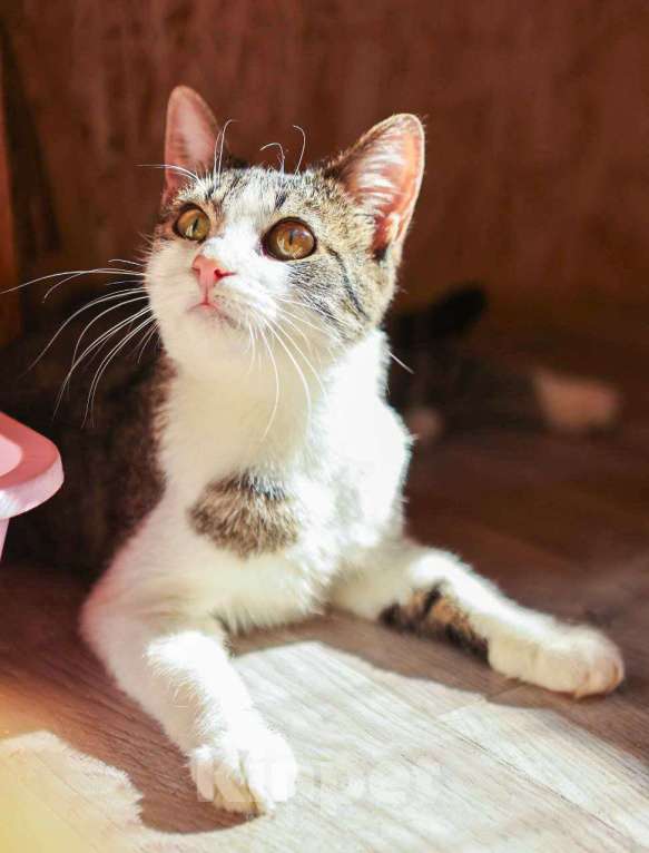 Кошки в Солнечногорске: Кошка-ягодка Морошка Девочка, Бесплатно - фото 3