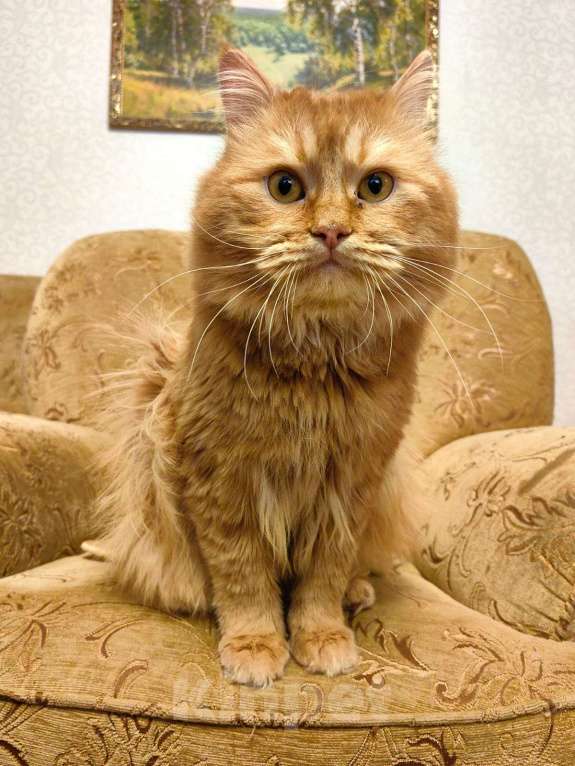 Кошки в Москве: Рыжий кот Кузя. Лютое одиночество. Ищем новых хозяев. Мальчик, Бесплатно - фото 4