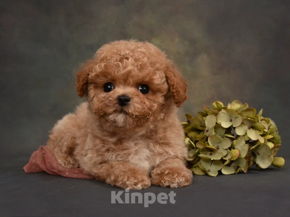 Собаки в Москве: Щенок мальчик Пушон Мальчик, 120 000 руб. - фото 2