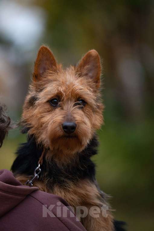 Собаки в Москве: Щенки АВСТРАЛИЙСКОГО ТЕРЬЕРА Мальчик, 60 000 руб. - фото 1