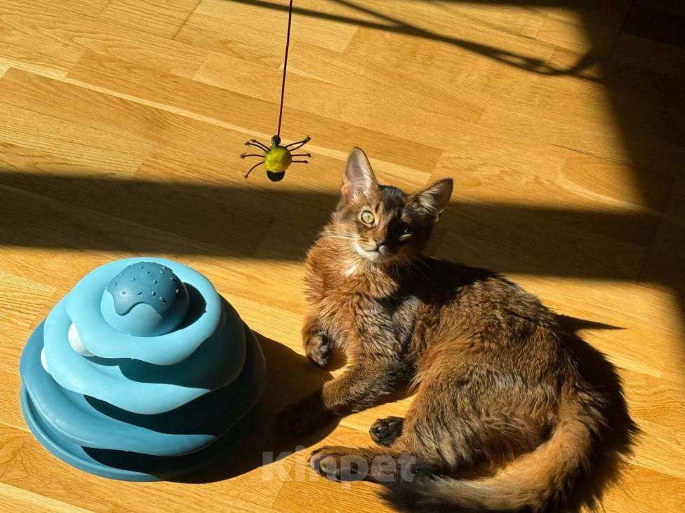 Кошки в Ижевске: Сомалийский котеночек 6 мес. Мальчик, 10 000 руб. - фото 2