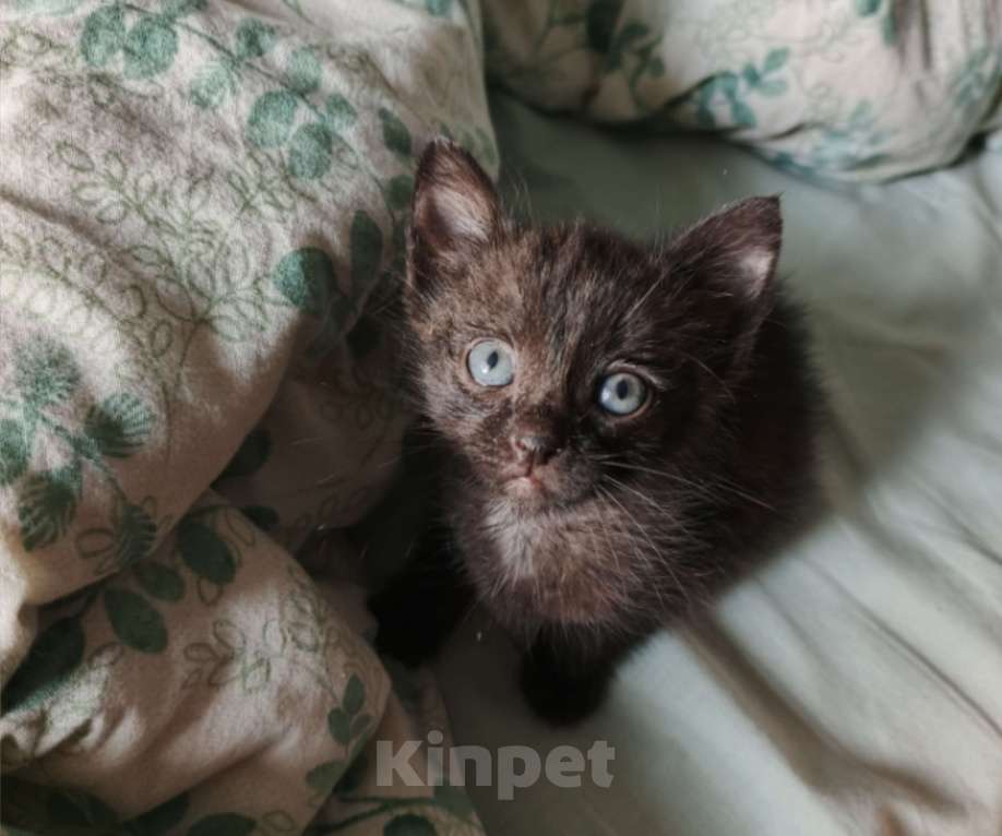 Кошки в Стерлитамаке: Котята в добрые руки Мальчик, Бесплатно - фото 2