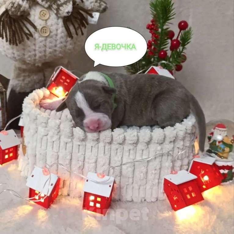 Собаки в Липецке: Щенки. Голубой амстафф.  Девочка, 80 000 руб. - фото 7