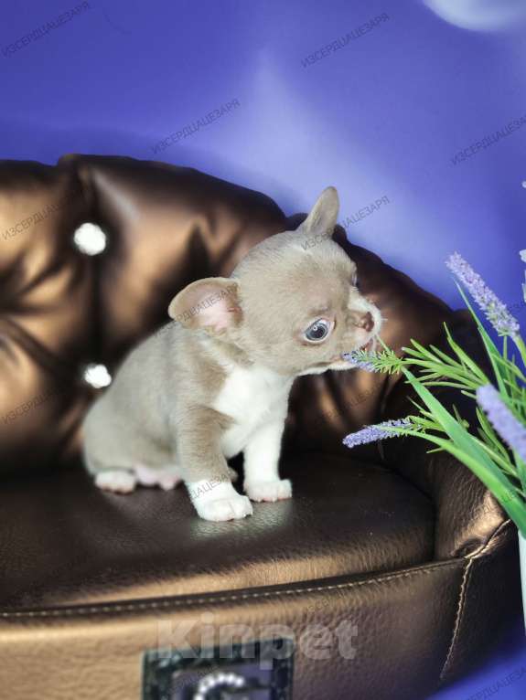 Собаки в Москве: Лиловые чудо мальчик чихуахуа  Мальчик, 45 000 руб. - фото 3