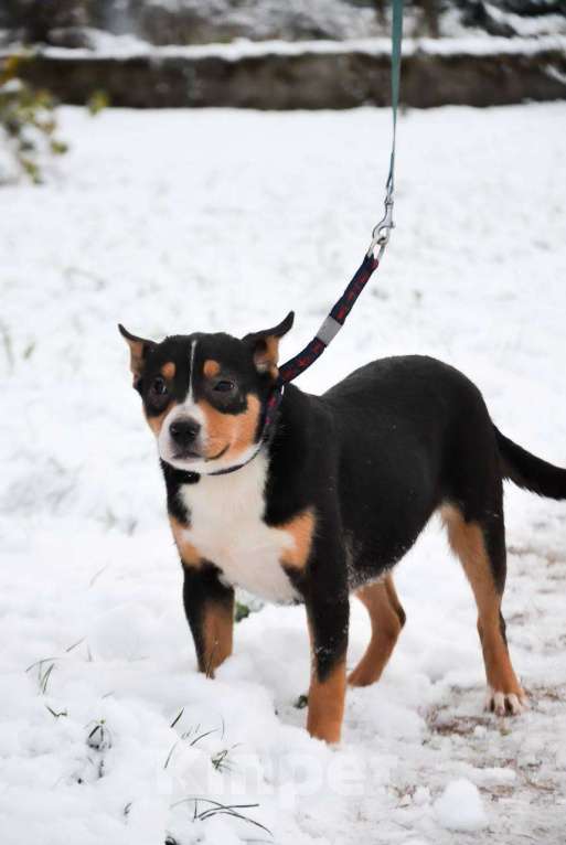 Собаки в Москве: Американский булли в добрые руки Девочка, Бесплатно - фото 4