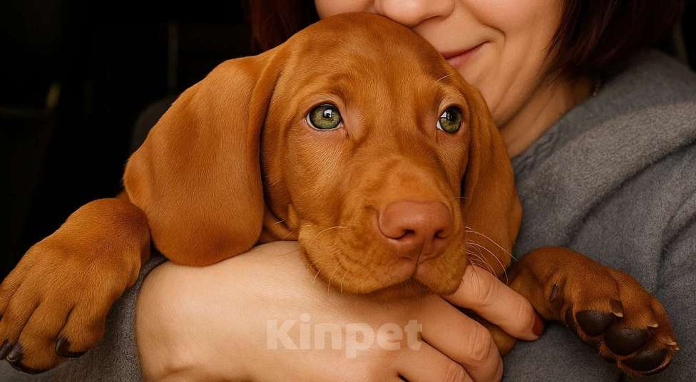 Собаки в Нижнем Новгороде: Щенок выжлы Мальчик, Бесплатно - фото 3