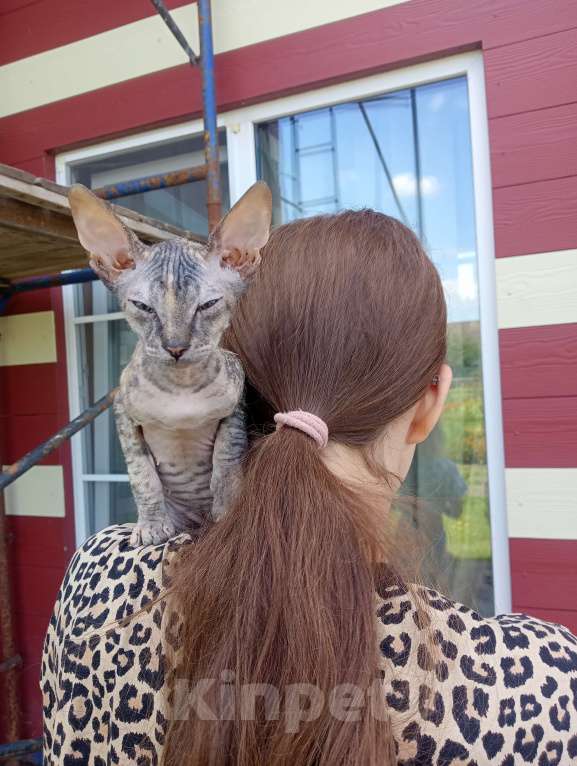 Кошки в Белгороде: Сфинкс черепашка флок Девочка, 7 000 руб. - фото 4