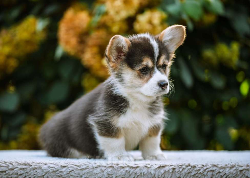 Собаки в Новосибирске: Вельш Корги Пемброк Динь-Динь Девочка, 65 000 руб. - фото 7