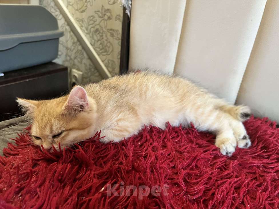 Кошки в Воронеже: Золотой британский мальчишка Мальчик, 30 000 руб. - фото 10