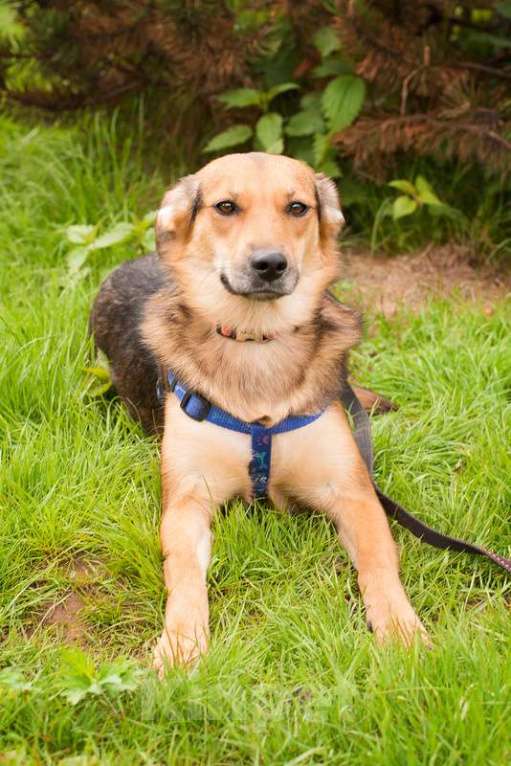 Собаки в Москве: Дафна ищет дом, и она уверена, что кому-что с ней очень повезет! Девочка, 1 руб. - фото 5